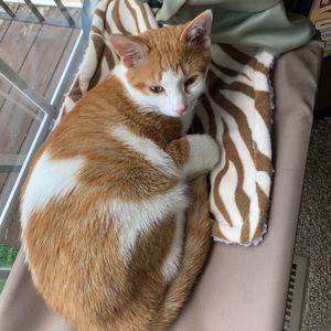 Meet your Posher, Samantha